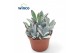 Kalanchoe tomentosa Kalanchoe Tomentosa3 pp 