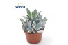 Kalanchoe tomentosa Kalanchoe Tomentosa3 pp