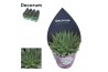 Aloe aristata Aloe Aristata (Decorum)