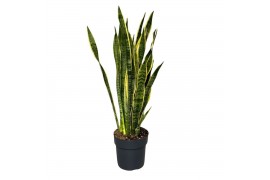 Sansevieria trifasciata laurentii Sansevieira Laurentii