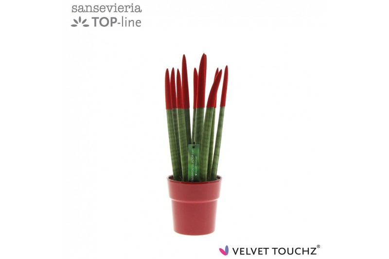 Sansevieria cylindrica Sansevieria VELVET TOUCHZ® Rood in keramiek Ede 