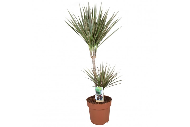 Dracaena marg. bicolor Dracaena Bicolor 45-152 pp 