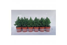 Chamaecyparis thyoides top point Chamaecyparis Thyoidis Toppoint