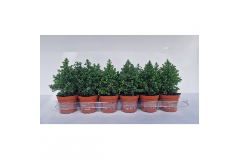 Chamaecyparis thyoides top point Chamaecyparis Thyoidis Toppoint 
