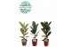 Ficus elastica Ficus Elastica 2-3 soorten mix p21 1 pp 