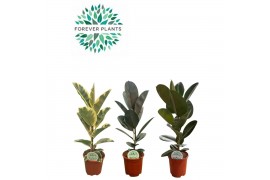 Ficus elastica Ficus Elastica 2-3 soorten mix p21 1 pp