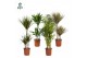 Kamerplanten mix groen Groen Mix p21 (Air So Pure) 1 pp 