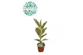 Ficus elastica tineke Ficus Elastica Tineke p21 1 pp