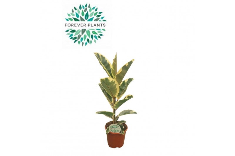 Ficus elastica tineke Ficus Elastica Tineke p21 1 pp 