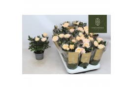 Rosa belami kordana grande Rosa Kordana Grande Belami Zilver Glitter (