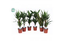 Kamerplanten mix Groenmix Marcos p17 1 pp