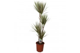 Dracaena marg. bicolor Dracaena Bicolor 90-60-30-154 pp