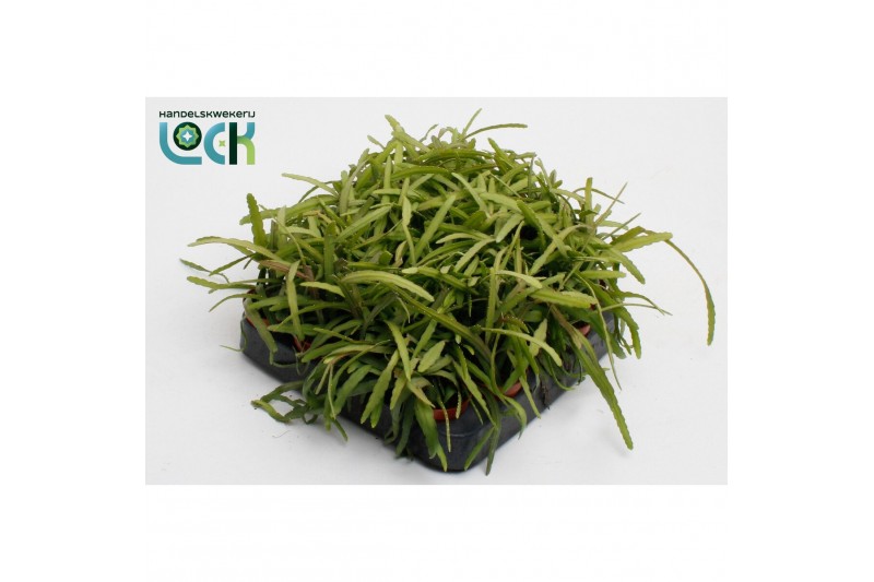 Lepismium bolivianum 