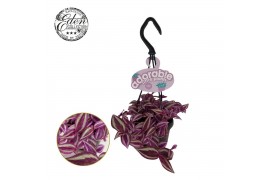 Tradescantia zebrina Pink Paradise Tradescantia Pink Paradise 10,5cm H