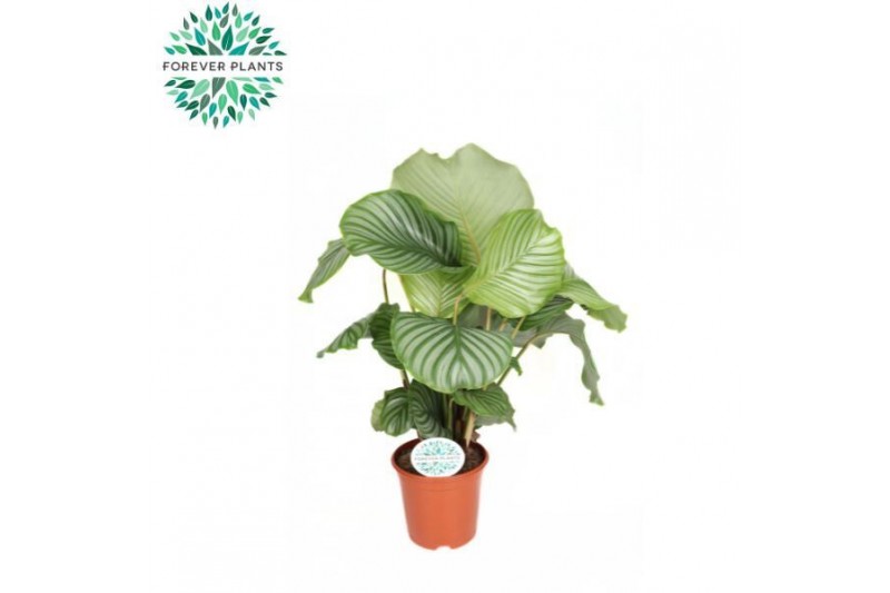 Calathea orbifolia Calathea Orbifolia p21 