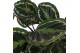 Calathea medaillon Calathea Medallion p21 