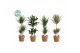 Kamerplanten mix groen Groen Mix kamerplanten p21 in GABY mand 1 pp 