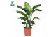Strelitzia nicolai Strelitzia Nicolai p21 (Air so Pure) zonder bloem b 