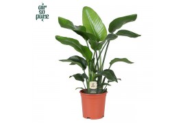 Strelitzia nicolai Strelitzia Nicolai p21 (Air so Pure) zonder bloem b