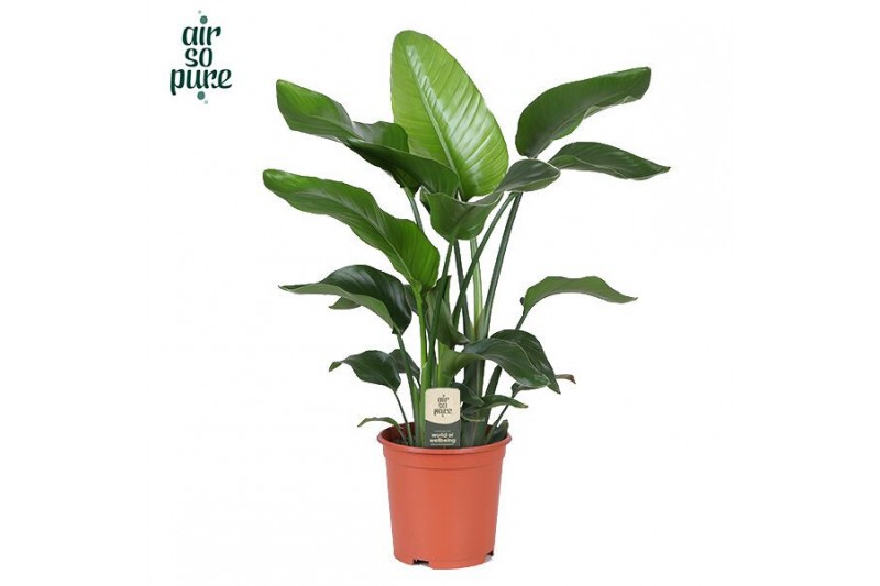 Strelitzia nicolai Strelitzia Nicolai p21 (Air so Pure) zonder bloem b 