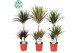 Dracaena marg. mix Dracaena Marginata mix p21 1 pp 