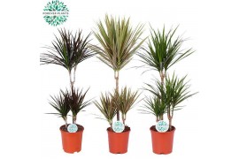 Dracaena marg. mix Dracaena Marginata mix p21 1 pp