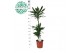 Dracaena frag. der. janet lind Dracaena Janet Lind p24, 75+30+10 3 pp 