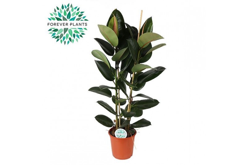 Ficus elastica robusta Ficus Elastica Robusta p24 (2pp) 2 pp 