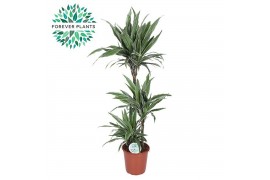 Dracaena fragr. der. warneckei Dracaena Warneckei p24, 75+30+10 3 pp