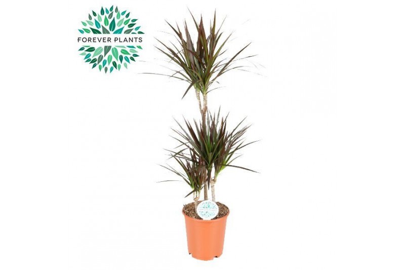Dracaena marg. magenta Dracaena Magenta p24, 75+30+10 3 pp 