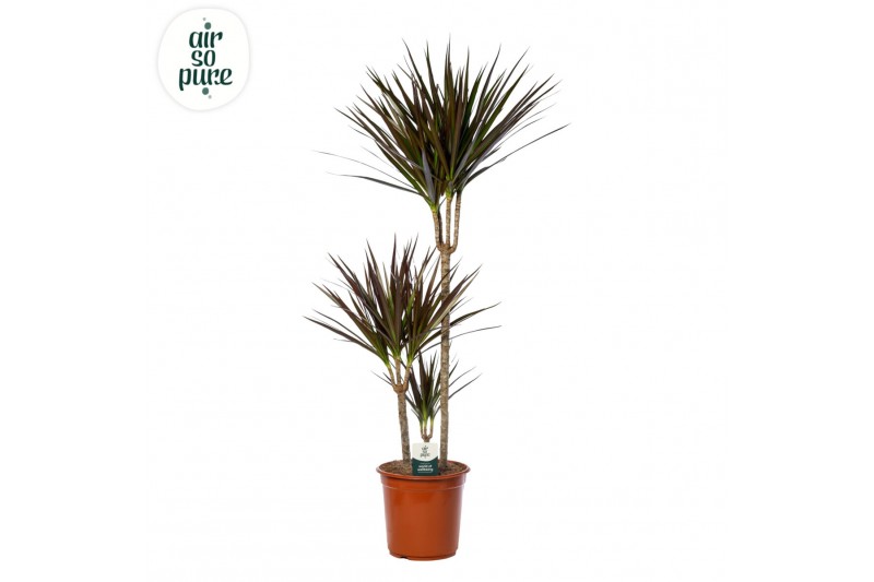 Dracaena marg. magenta Dracaena Magenta p24, 75+30+10 (Air So Pure) 3  