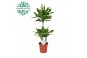 Dracaena fragr. golden coast Dracaena Golden Coast p24, 75+30+10 3 pp