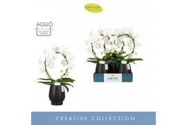 Phalaenopsis anthura madrid Mirror Miracle Aurora 2 spike in Abruzzo B