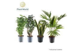 Kamerplanten mix Groenmix Hawaii (diverse soorten) 1 pp