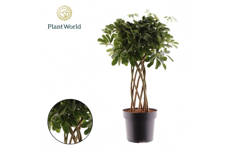 Schefflera arboricola compacta Schefflera Compacta (Nora) koker 10 pp 