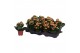 Kalanchoe rosalina don pedro Kalanchoe Rosalina 07cm Don Pedro oranje, 