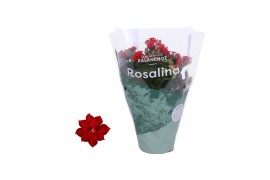 Kalanchoe rosalina don justino Kalanchoe Rosalina 12cm Don Justino roo