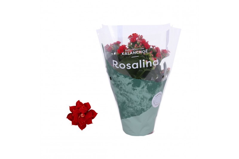 Kalanchoe rosalina don justino Kalanchoe Rosalina 12cm Don Justino roo 