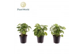 Syngonium pixie Syngonium Pixie 7 cm 1 pp