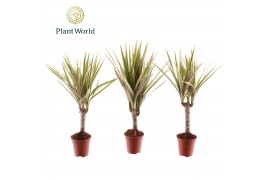 Dracaena marg. bicolor Tiny Tummy Dracaena Bicolor 1 pp