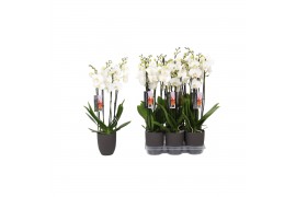 Phalaenopsis anthura madrid Phalaenopsis White, 4-spike Anthracite Cer