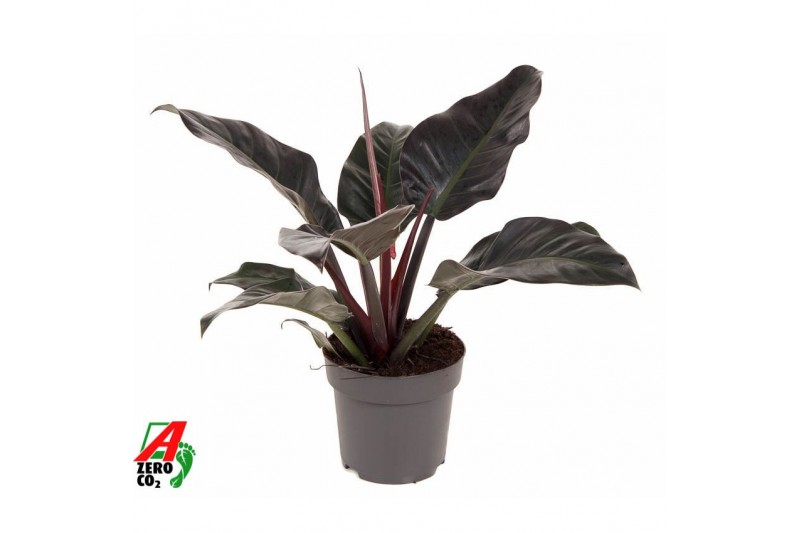Philodendron imperial red Philodendron Imperial Red P24 (NO GAP)pp 