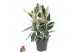 Ficus elastica tineke Ficus Elastica Tineke 3PP P27pp 
