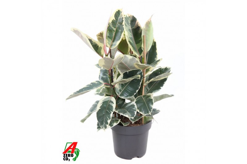 Ficus elastica tineke Ficus Elastica Tineke 3PP P27pp 
