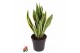 Sansevieria trifasciata laurentii Sansevieria Laurentii P1710 pp 