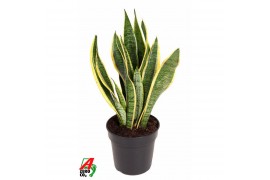 Sansevieria trifasciata laurentii Sansevieria Laurentii P1710 pp