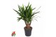 Yucca Yucca vertakt 3/4-arm P21pp 