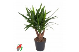 Yucca Yucca vertakt 3/4-arm P21pp