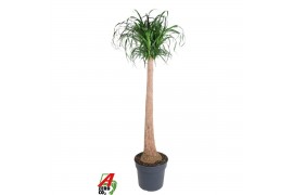 Beaucarnea recurvata Beaucarnea stam 1 tak/plnt 1 pp