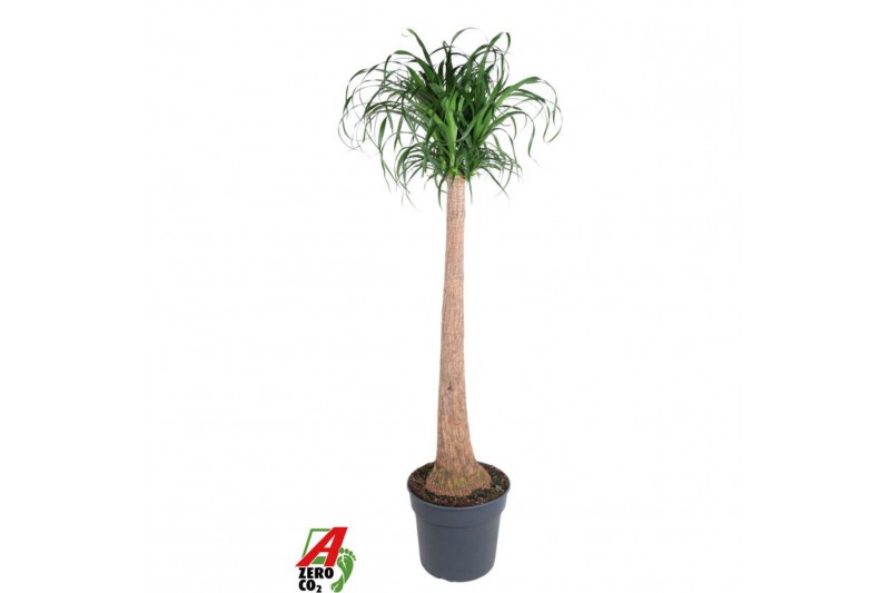 Beaucarnea recurvata Beaucarnea stam 1 tak/plnt 1 pp 